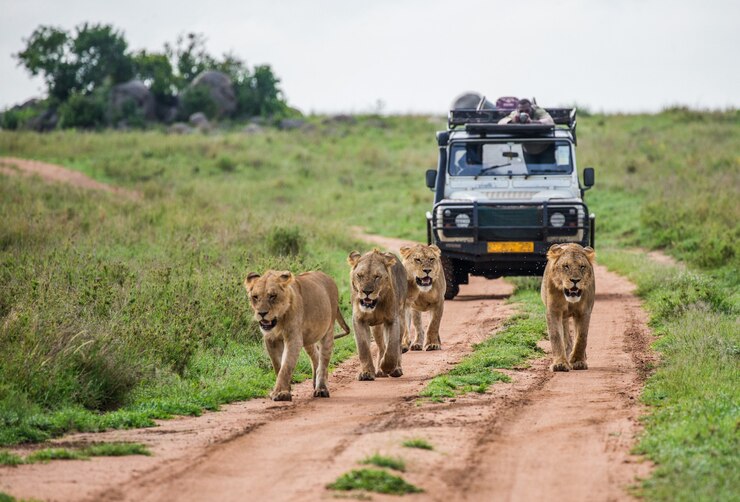 Safari Tour in Kenya